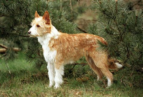 podenco portugués|What To Know About a Portuguese Podengo